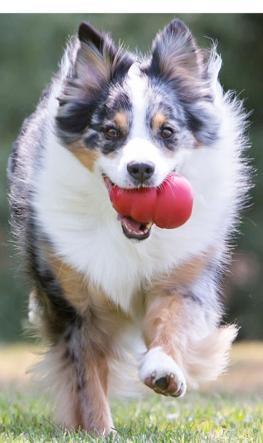 Dog playing with a red KONG Classic rubber toy