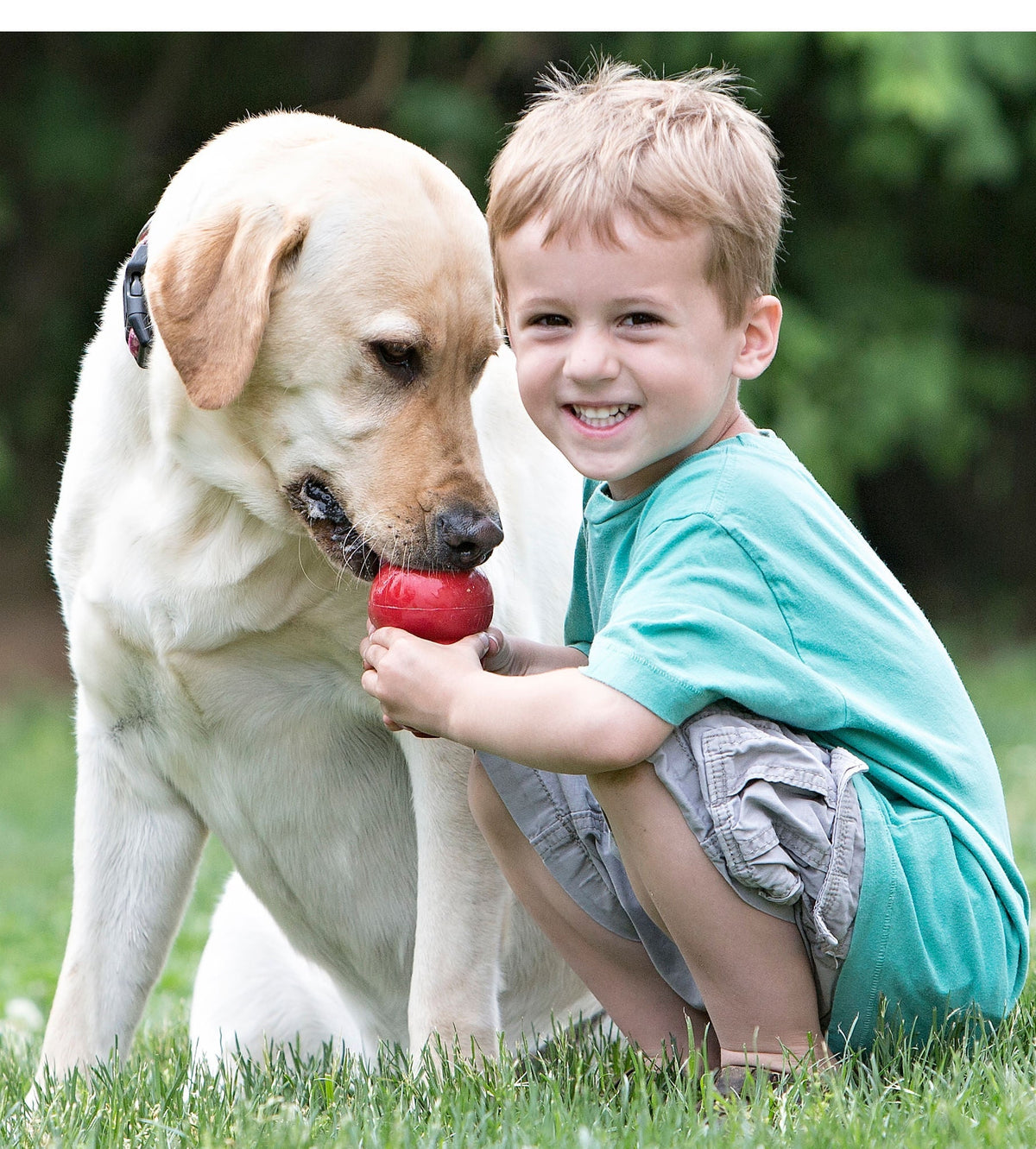 Red KONG Classic rubber dog toy held in a dog’s mouth