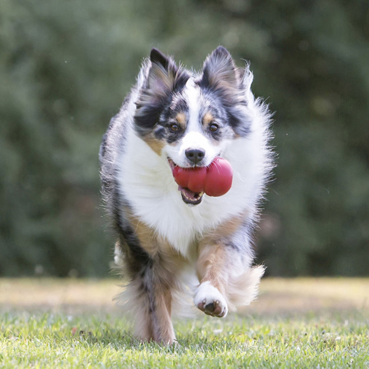 Red rubber dog chew toy in a dog's mouth while running outdoors.