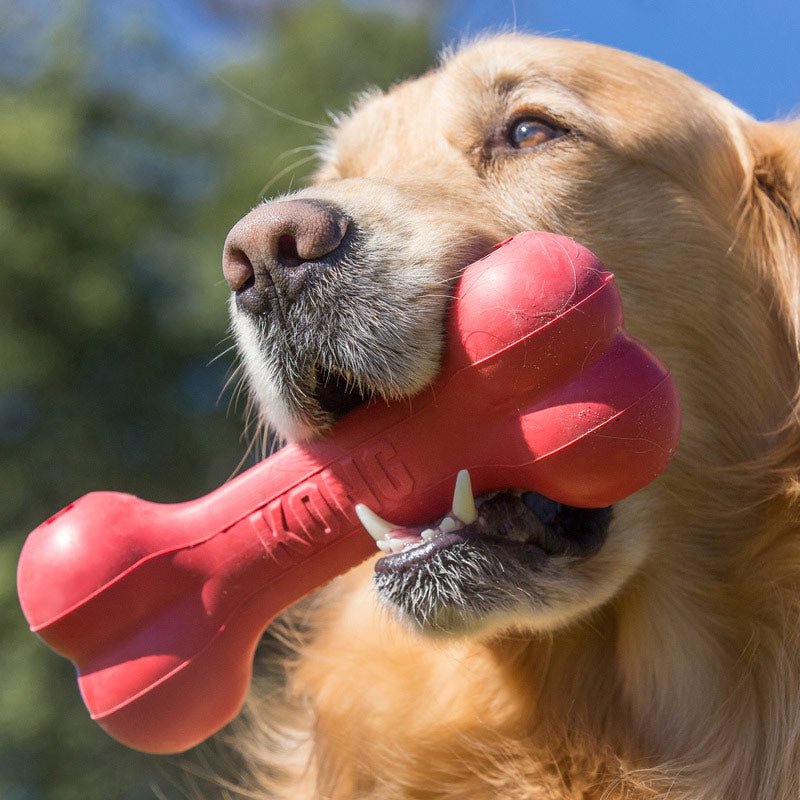 Red KONG Goodie Bone rubber chew toy in a dog’s mouth