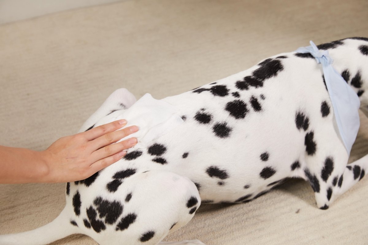 Pet grooming wipes in use on a spotted dog, person wiping with a white cloth
