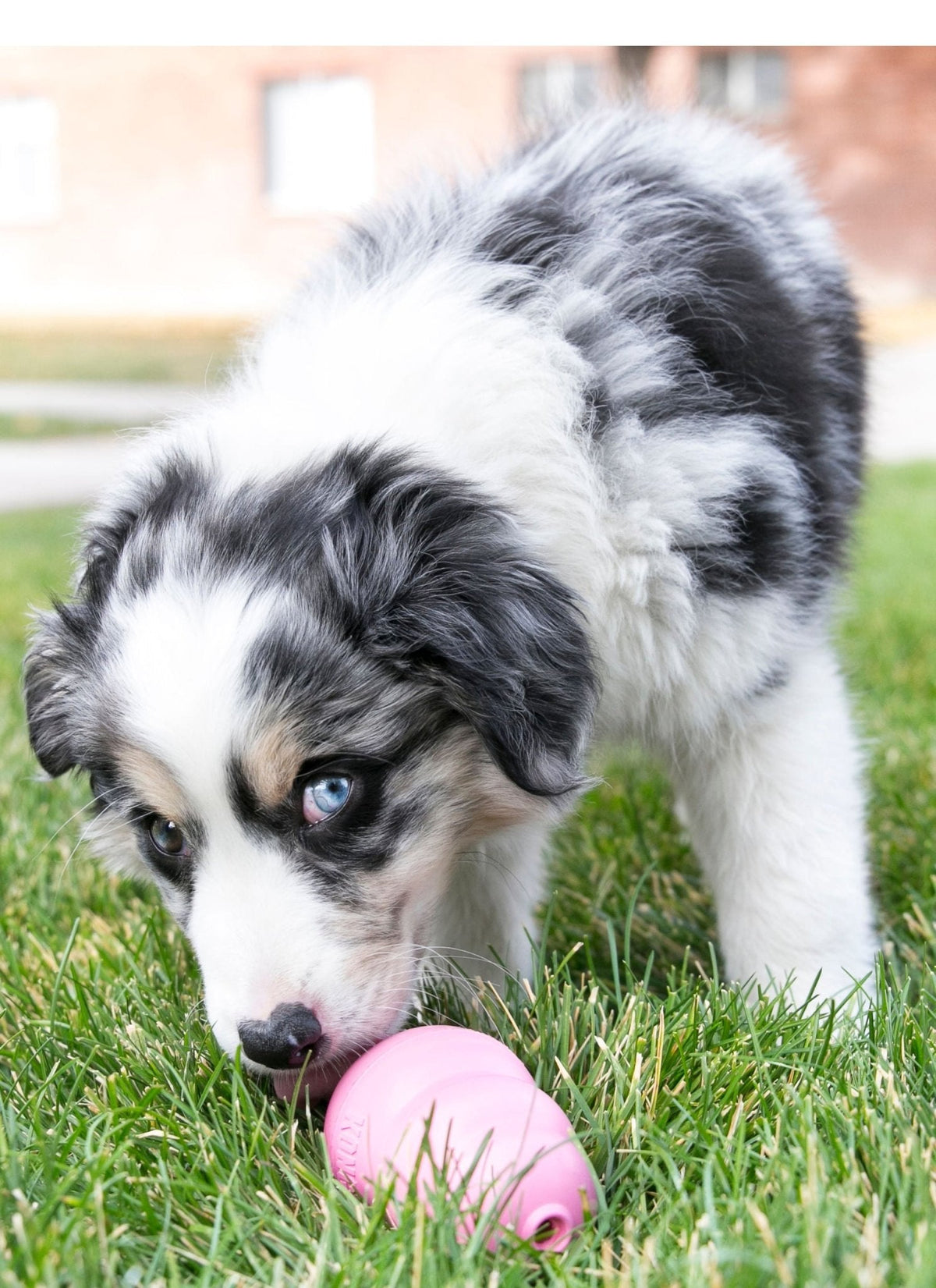 Young gray-and-white puppy chewing a pink KONG Puppy treat-stuffing toy on grass