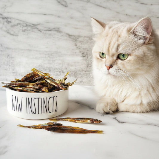 Cream cat beside RAW INSTINCTS jar of dried silverside fish treats on marble