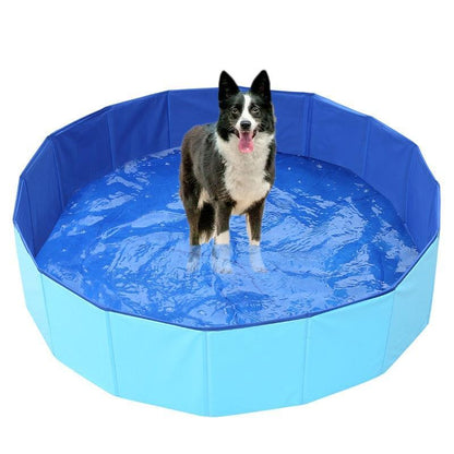 Blue foldable pet swimming pool with dog standing in shallow water