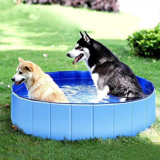 Blue foldable pet swimming pool with two dogs splashing in the water outdoors
