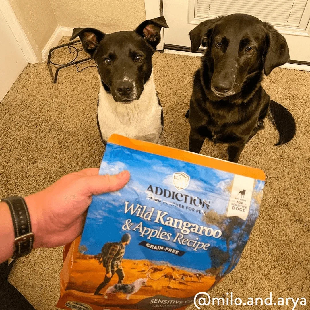 Two dogs looking at a bag of Addiction Pet Foods USA Wild Kangaroo & Apples Recipe dog food.