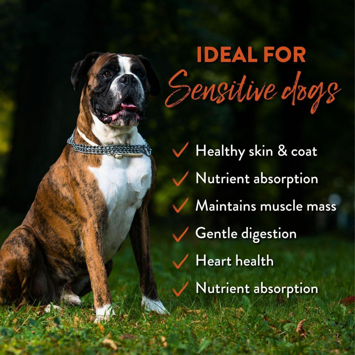 Boxer dog in grass with Addiction Pet Foods USA benefits for sensitive dogs.